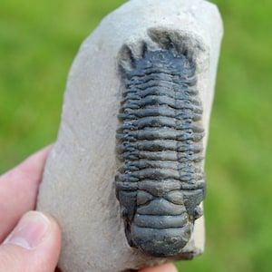 Trilobite - Crotalocephalina (Crotalocephalus) gibbus - Devoniano inferiore - Oufaten, vicino a Alnif, Marocco