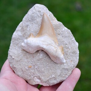 Fossile di dente - Otodus obliquus - Ypresiano - 72 mm - Oued Zem, Marocco