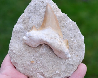 Tooth fossil - Otodus obliquus - Ypresian - 72 mm - Oued Zem, Morocco