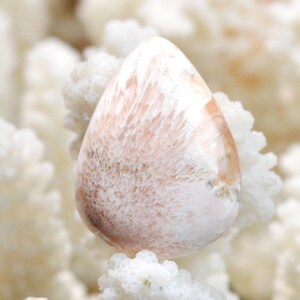 Scolecite orange 20 carats - cabochon pierre naturelle - Inde / FC55