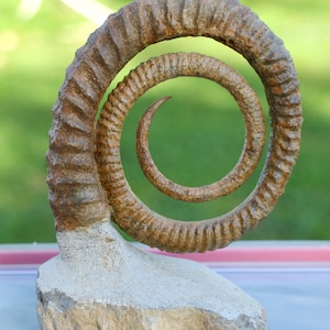 Ammonite Anetoceras sp. - Devoniano - 100 mm - Marocco