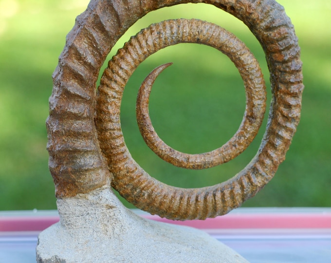 Ammonite Anetoceras sp. - Devonian - 100 mm - Morocco