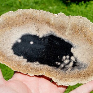 Peut inclure: Une coupe transversale d'arbre fossilisé avec un centre noir et un anneau extérieur brun clair. Le fossile a une surface rugueuse et texturée.