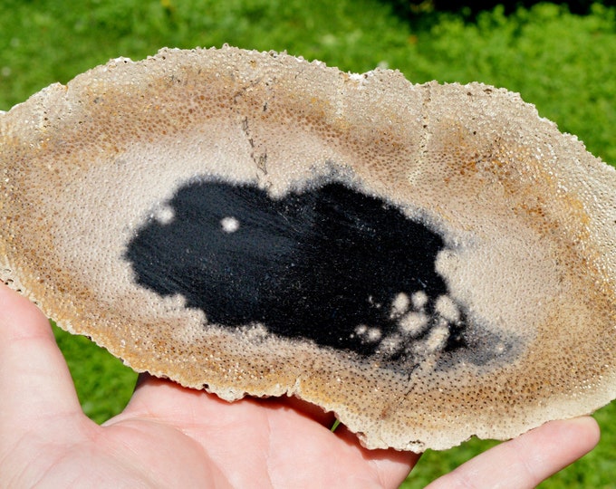 Slice - Fossil Palm 524 grams - Donorojo, Pacitan Regency, East Java Province, Indonesia
