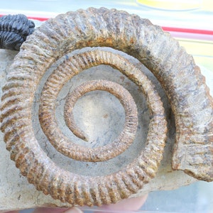Ammonite Anetoceras sp. + Trilobite Morocops Ovatus - Devoniano - 130 mm - Marocco