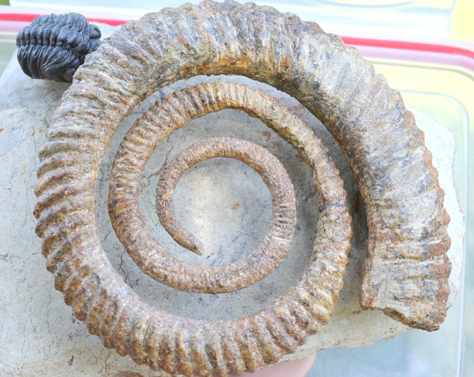 Ammonite Anetoceras sp. + Trilobite Morocops Ovatus - Devonian - 130 mm - Morocco
