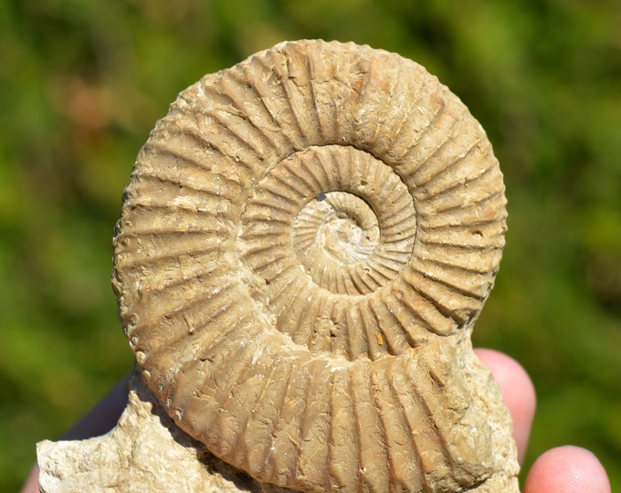 Dichotomosphinctes Rotoides - Oxfordian - 442 grams - Cherves, France