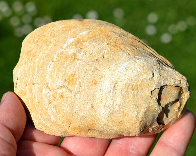 Fossil oyster - Crassostrea - Miocene - Faluns of Touraine, Indre et Loire, France
