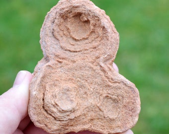 Fossil - Stromatolites - Neoarchean - 90 mm - Erfoud, Morocco