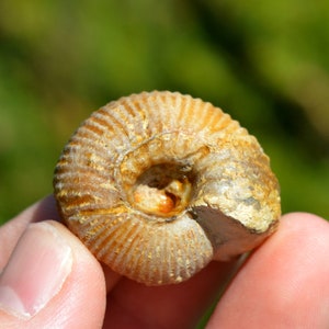 Peut inclure: Une coquille d'ammonite fossilisée de forme spirale et de couleur brun et crème.