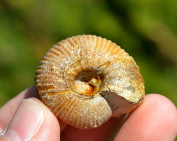 Morphoceras Multiformis Arkell - Bathonien - 32 grams - St Jean aux Amognes, France