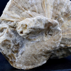 Requienia ammonia fossil Isle sur la Sorgue, Orgon quarry, France Fluorescent image 3