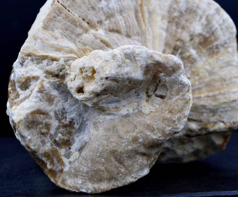 Requienia ammonia fossil Isle sur la Sorgue, Orgon quarry, France Fluorescent image 3