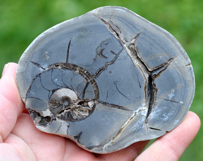 Septaria & Ammonite 298 grams - Beauvoisin septaria occurrence, Beauvoisin, Nyons, Drôme, Auvergne-Rhône-Alpes, France