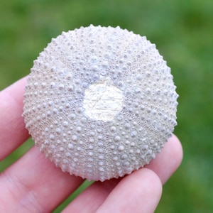 Riccio di mare - Paracentrotus lividus - Moderno - 54 mm - 43 grammi - Marocco