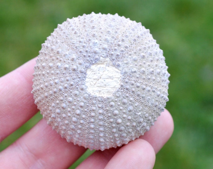 Sea urchin - Paracentrotus lividus - Modern - 54 mm - 43 grams - Morocco