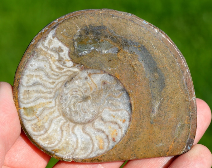 Goniatite Ammonite - Devonian - 109 grams - Arfoud, Morocco