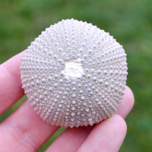 Riccio di mare - Paracentrotus lividus - Moderno - 53 mm - 39 grammi - Marocco