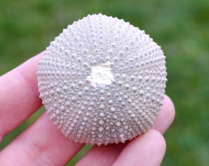 Sea urchin - Paracentrotus lividus - Modern - 53 mm - 39 grams - Morocco