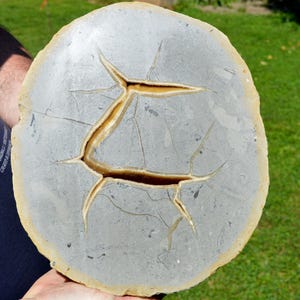 Peut inclure: Une tranche de pierre ovale grise avec un motif proéminent en forme d'étoile brun clair. La pierre a une surface rugueuse et texturée avec des fissures visibles et une bordure brun clair. La pierre est tenue dans la main d'une personne.