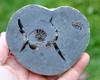 Septaria & Ammonite 463 grams - Beauvoisin septaria occurrence, Beauvoisin, Nyons, Drôme, Auvergne-Rhône-Alpes, France