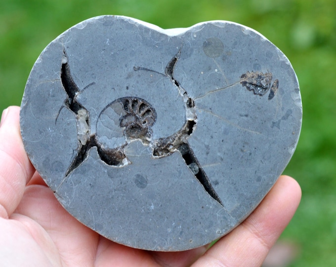 Septaria & Ammonite 463 grams - Beauvoisin septaria occurrence, Beauvoisin, Nyons, Drôme, Auvergne-Rhône-Alpes, France