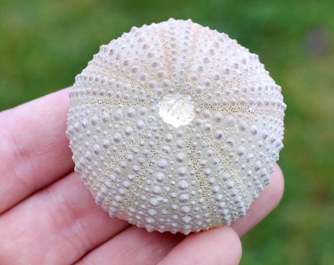 Sea urchin - Paracentrotus lividus - Modern - 55 mm - 44 grams - Morocco