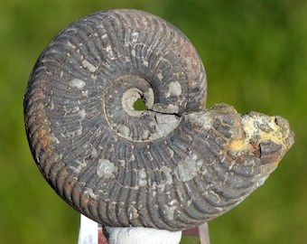 Fossil - Ammonite - 60 grams - France