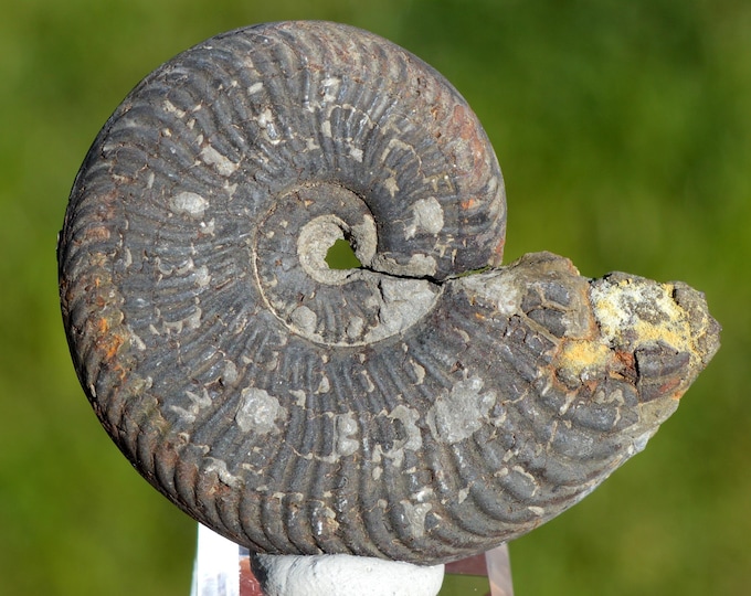 Fossil - Ammonite - 60 grams - France