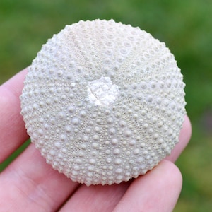 Riccio di mare - Paracentrotus lividus - Moderno - 54 mm - 33 grammi - Marocco