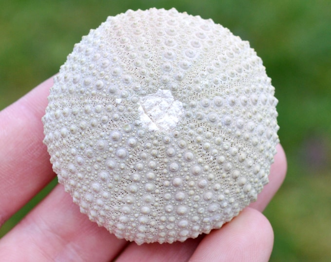 Sea urchin - Paracentrotus lividus - Modern - 54 mm - 33 grams - Morocco