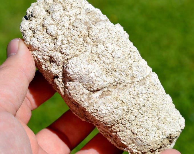 Stromatolites 478 grams - Chadrat, Saint-Saturnin, Clermont-Ferrand, Puy-de-Dôme, Auvergne-Rhône-Alpes, France