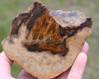 Araucaria fossil wood 880 grams - Mahajanga Province, Madagascar