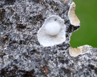 Gonnardite 17 grammi - Lime di Bergonne, Gignat, Issoire, Puy-de-Dôme, Alvernia-Rodano-Alpi, Francia