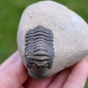 Trilobite - Crotalocephalina (Crotalocephalus) gibbus - Devoniano inferiore - Oufaten, vicino a Alnif, Marocco