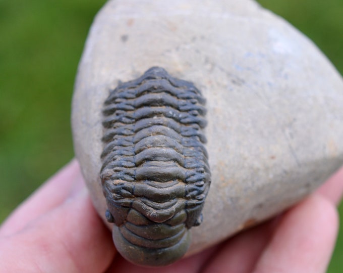 Trilobite - Crotalocephalina (Crotalocephalus) gibbus - Lower Devonian - Oufaten, near Alnif, Morocco