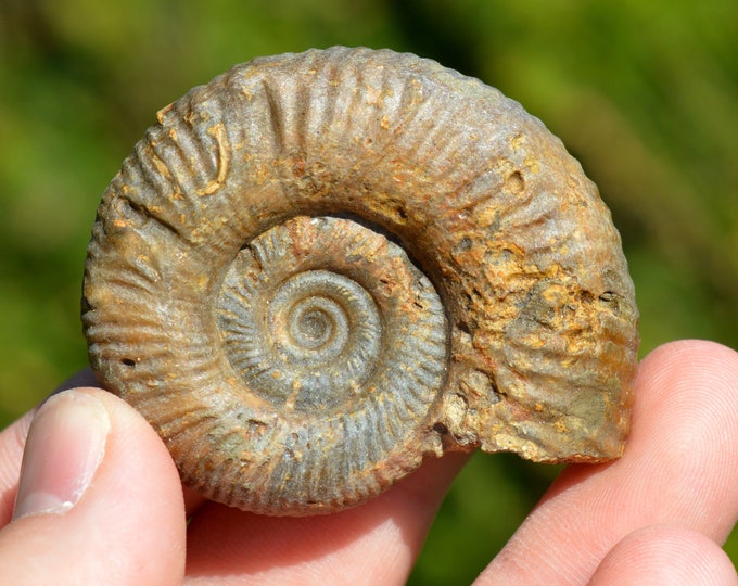 Siemiradzkia Aurigera Oppel - Bathonian - 52 grams - St Jean aux Amognes, France