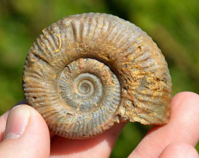 Siemiradzkia Aurigera Oppel - Bathonien - 52 grams - St Jean aux Amognes, France