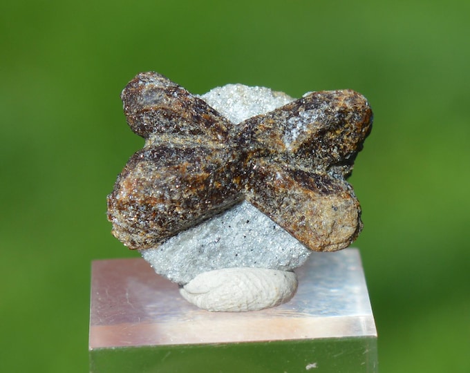 Staurolite 3 grams - Semiostrovye, Western Keivy, Kola Peninsula, Russia