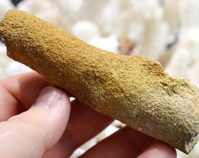 Pre-cured root 106 grams - Commequiers, Les Sables-d'Olonne, Vendée, Pays de la Loire, France