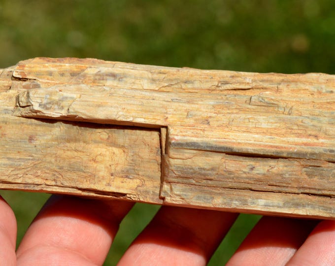 Fossil wood 315 grams - Madagascar