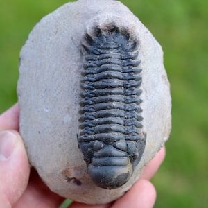 Trilobite - Crotalocephalina (Crotalocephalus) gibbus - Devoniano inferiore - Oufaten, vicino a Alnif, Marocco
