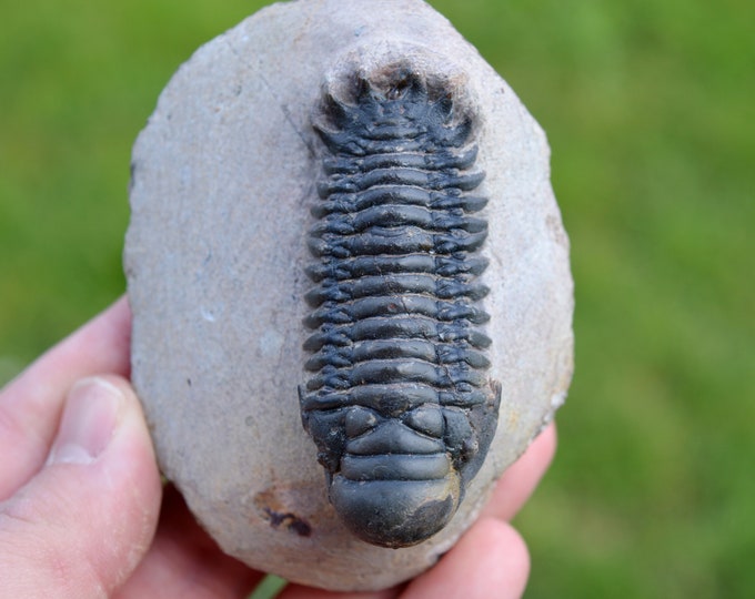 Trilobite - Crotalocephalina (Crotalocephalus) gibbus - Lower Devonian - Oufaten, near Alnif, Morocco