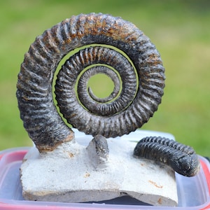 Ammonite Anetoceras sp. + Trilobite Morocops Ovatus - Devoniano - 88 mm - Marocco