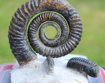 Ammonite Anetoceras sp. + Trilobite Morocops Ovatus - Devonian - 88 mm - Morocco