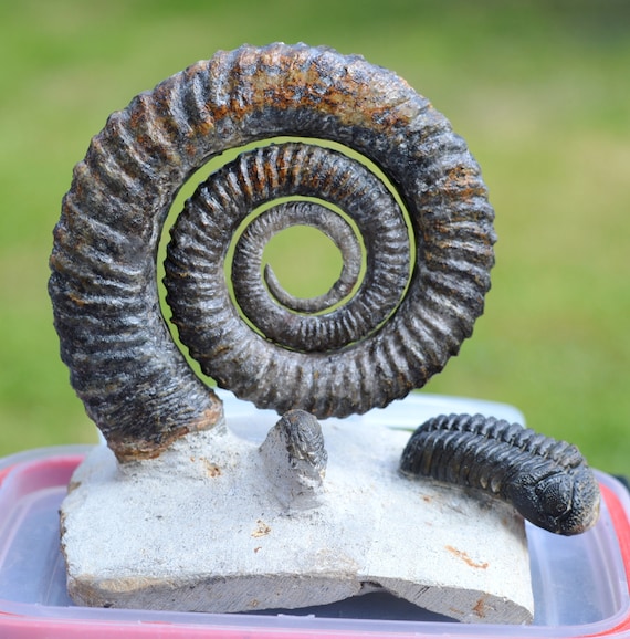 化石　アンモナイト　三葉虫　魚など　4種　ケース付　まとめて　C　6957 化石 アンモナイト 三葉虫 魚など 4種 ケース付 まとめて C 6957