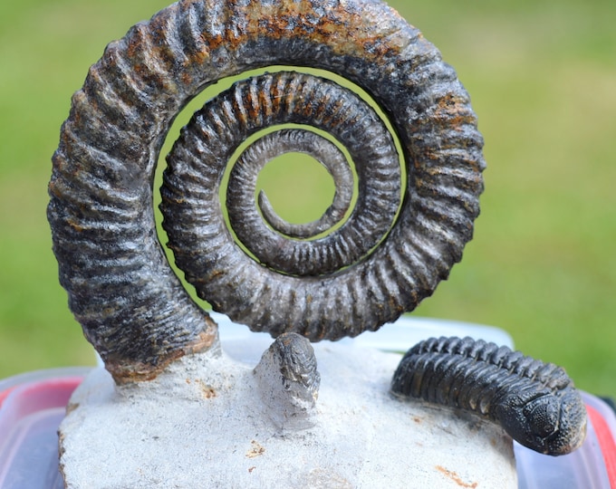 Ammonite Anetoceras sp. + Trilobite Morocops Ovatus - Devonian - 88 mm - Morocco