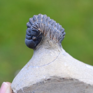 Trilobite - Crotalocephalina (Crotalocephalus) gibbus - Devoniano inferiore - Oufaten, vicino a Alnif, Marocco