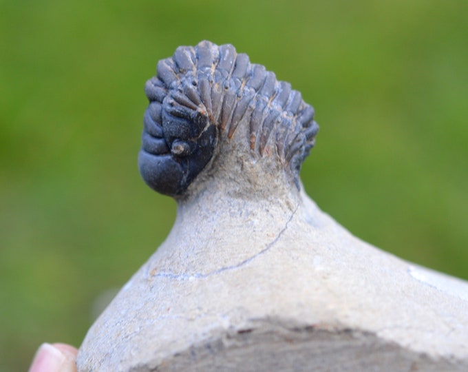 Trilobite - Crotalocephalina (Crotalocephalus) gibbus - Lower Devonian - Oufaten, near Alnif, Morocco