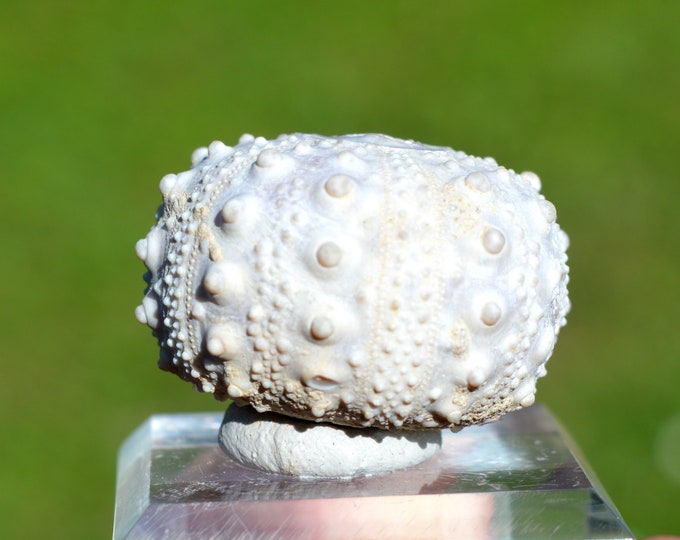 Fossil - Echinoid Goniopygus emmae sp.nov - 43 grams - Taghit Formation, Mérija (Missour) Moulouya, Morocco